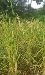 Oryza sativa image