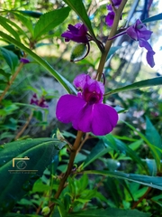 Impatiens balsamina image