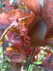 Acalypha wilkesiana image