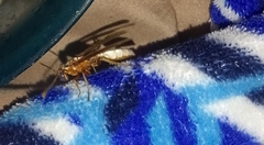 Apoica pallens image