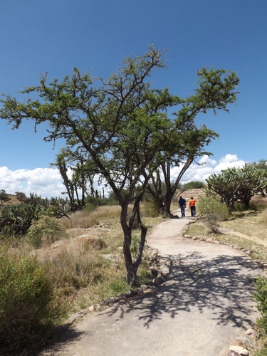Schaffner's acacia