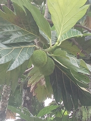 Artocarpus communis image