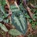 Asarum ampulliflorum - Photo (c) 林建融, all rights reserved, uploaded by 林建融