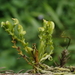Taeniophyllum compactum - Photo (c) 林建融, todos los derechos reservados, subido por 林建融