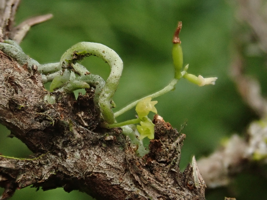 Taeniophyllum glandulosum (Taeniophyllum glandulosum)