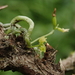 Taeniophyllum glandulosum - Photo (c) 林建融, todos los derechos reservados, subido por 林建融