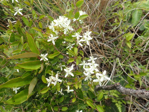 Chinese clematis
