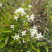 Clematis chinensis - Photo (c) 林建融, כל הזכויות שמורות, הועלה על ידי 林建融
