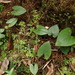 Asarum crassisepalum - Photo (c) 林建融, all rights reserved, uploaded by 林建融
