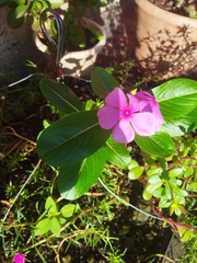 Catharanthus roseus image