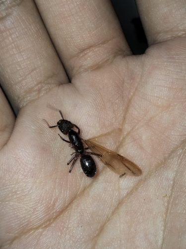 Camponotus platypusCamponotus platypus