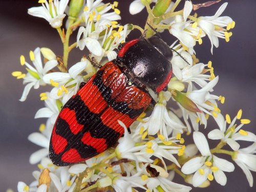 Genus Temognatha · iNaturalist