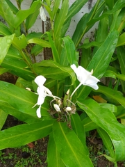 Hedychium coronarium image