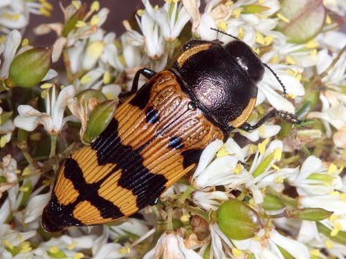 Genus Temognatha · iNaturalist