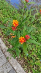 Asclepias curassavica image