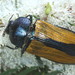 Temognatha suturalis - Photo (c) Martin Lagerwey, all rights reserved, uploaded by Martin Lagerwey