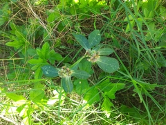 Euphorbia heterophylla image