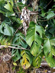 Monstera adansonii image