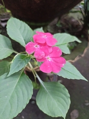 Impatiens walleriana image