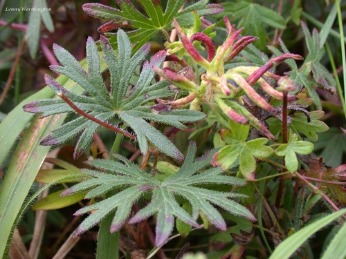 Aceria geranii