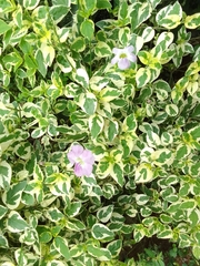 Asystasia gangetica image