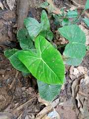 Caladium bicolor image