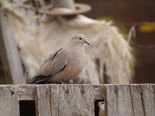 Black-winged Ground Dove