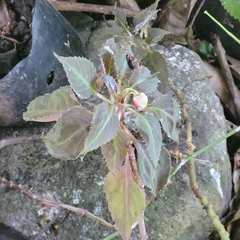 Impatiens walleriana image