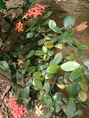 Ixora coccinea image