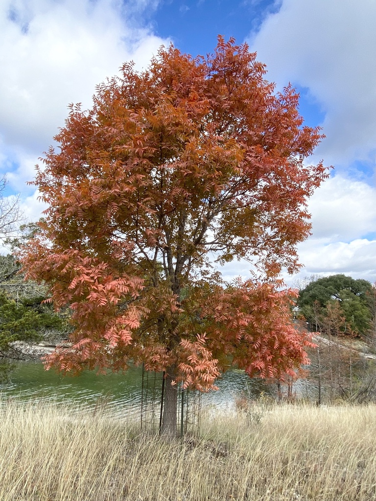 Chinese pistache from Apache Trail S, Hunt, TX, US on November 26, 2022 ...