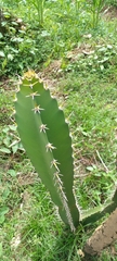 Acanthocereus tetragonus image