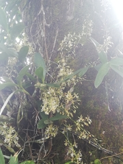 Epidendrum stamfordianum image