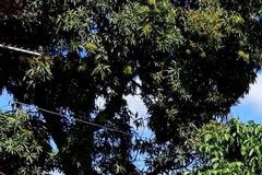 Mangifera indica image