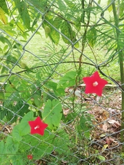 Ipomoea quamoclit image