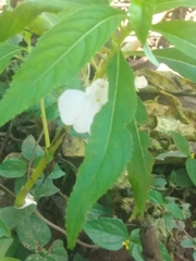 Impatiens balsamina image