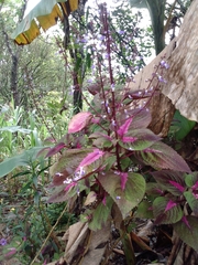 Coleus scutellarioides image