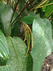 Calathea crotalifera image