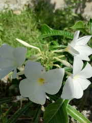 Plumeria pudica image