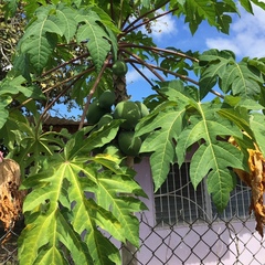 Carica papaya image