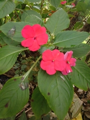 Impatiens walleriana image