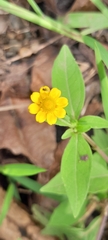 Melampodium divaricatum image