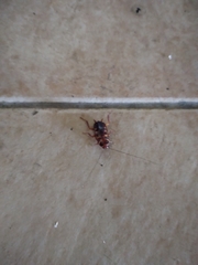 Periplaneta australasiae image