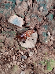 Periplaneta australasiae image