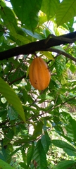 Theobroma cacao image