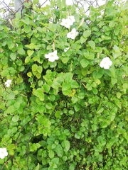 Asystasia gangetica image