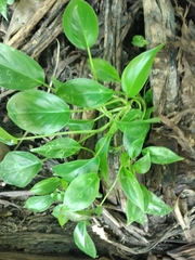 Heteranthera limosa image