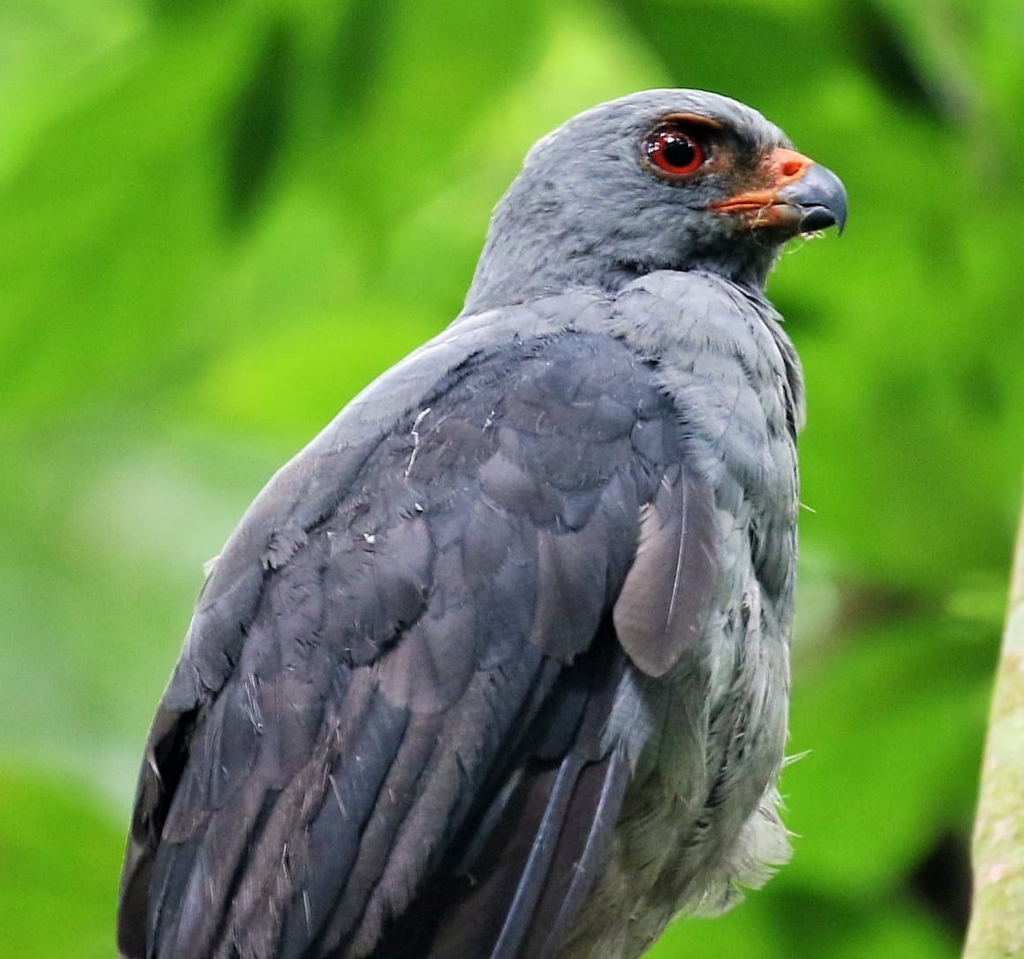 Plumbeous Hawk photo