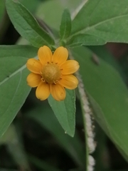 Melampodium divaricatum image