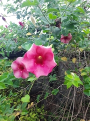 Allamanda blanchetii image