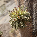 Pachypodium namaquanum - Photo (c) Dr. Alexey Yakovlev, todos los derechos reservados, uploaded by Dr. Alexey Yakovlev